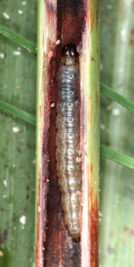 トウモロコシの害虫 アワノメイガ も食べる