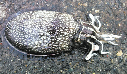 15川崎シリヤケイカ開幕に先駆けて去年のイカ釣りを回想する 野食ハンマープライス