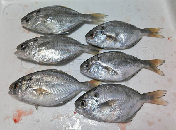 イボダイは鮮魚で食べてこそ 野食ハンマープライス