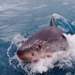 「人食いザメ」「ジョーズ」ことホホジロザメを食べてみた