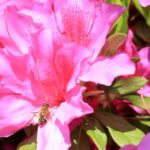 ツツジの蜜で中毒してラリった話②：意外と怖いツツジとその毒