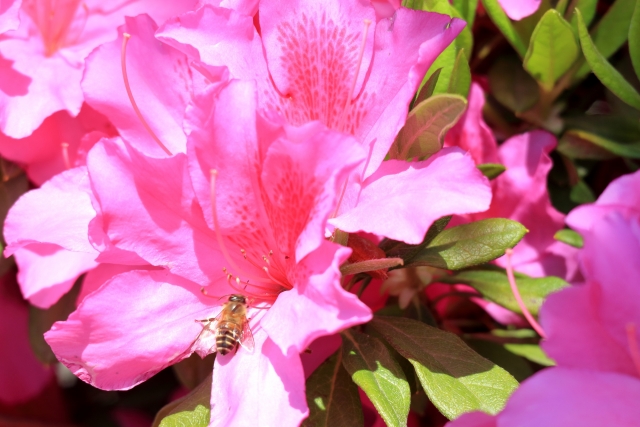 ツツジの蜜で中毒してラリった話 意外と怖いツツジとその毒 野食ハンマープライス