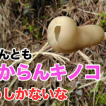 オ○ホみたいなキノコが採れたのでパスタにして食べた