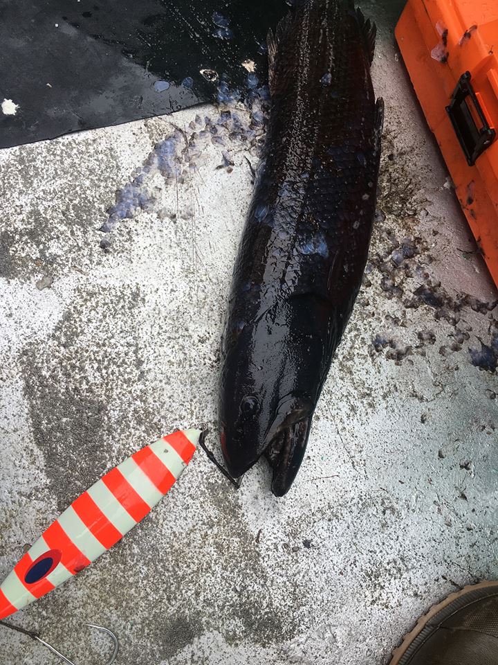 謎すぎる深海魚 クログチイワシ を頂いたのでまずはシンプルに食べてみた 野食ハンマープライス