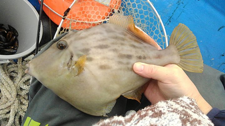 究極のカワハギ肝和え 習作 を作ってみた 野食ハンマープライス