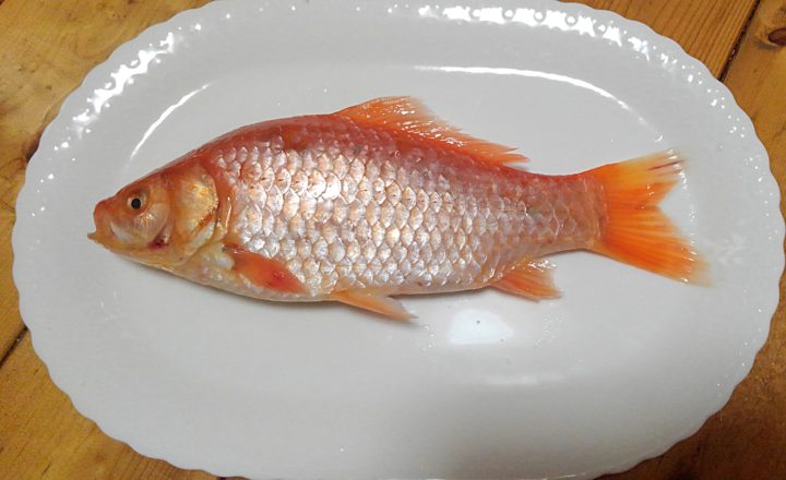 野生の金魚でめでたそうな蒸し物を作ってみた 野食ハンマープライス