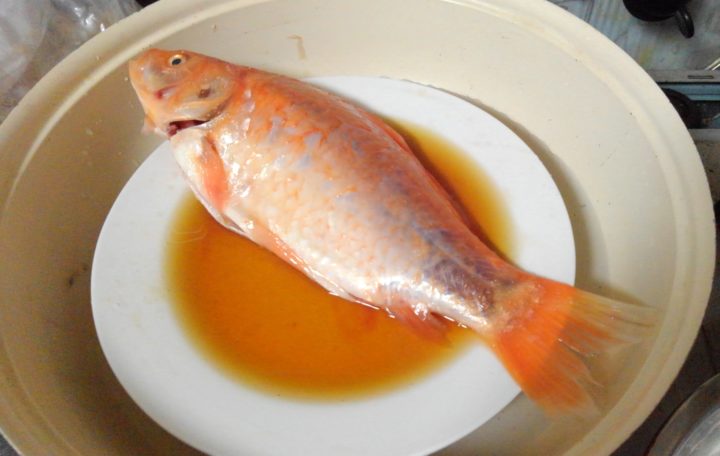 野生の金魚でめでたそうな蒸し物を作ってみた 野食ハンマープライス