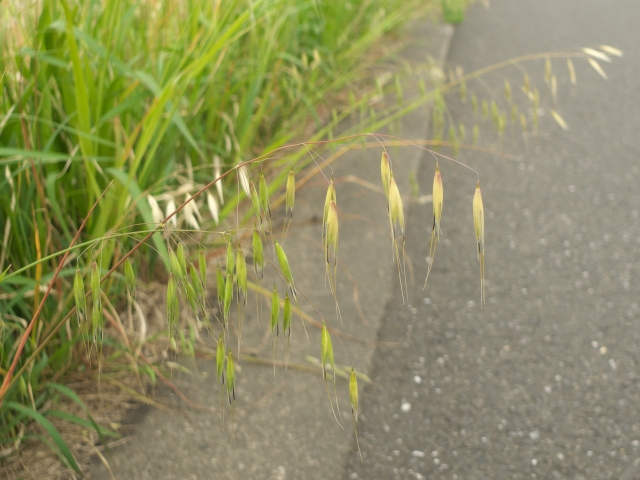 河川敷のカラスムギを摘んでオーツミルクを自作してみた 野食ハンマープライス