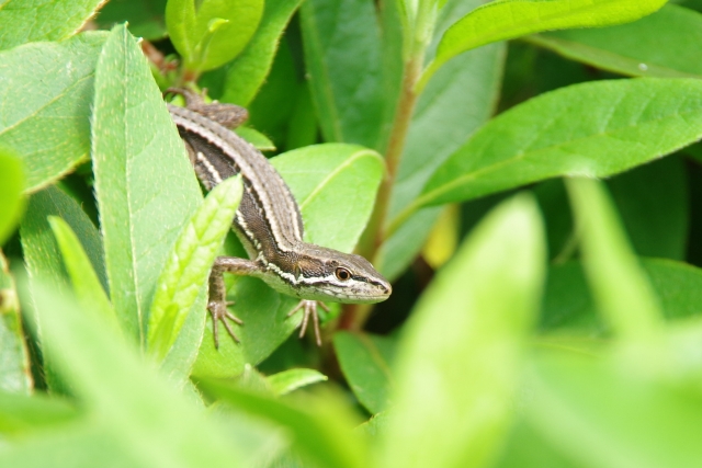 カナヘビ 捕まえ 方