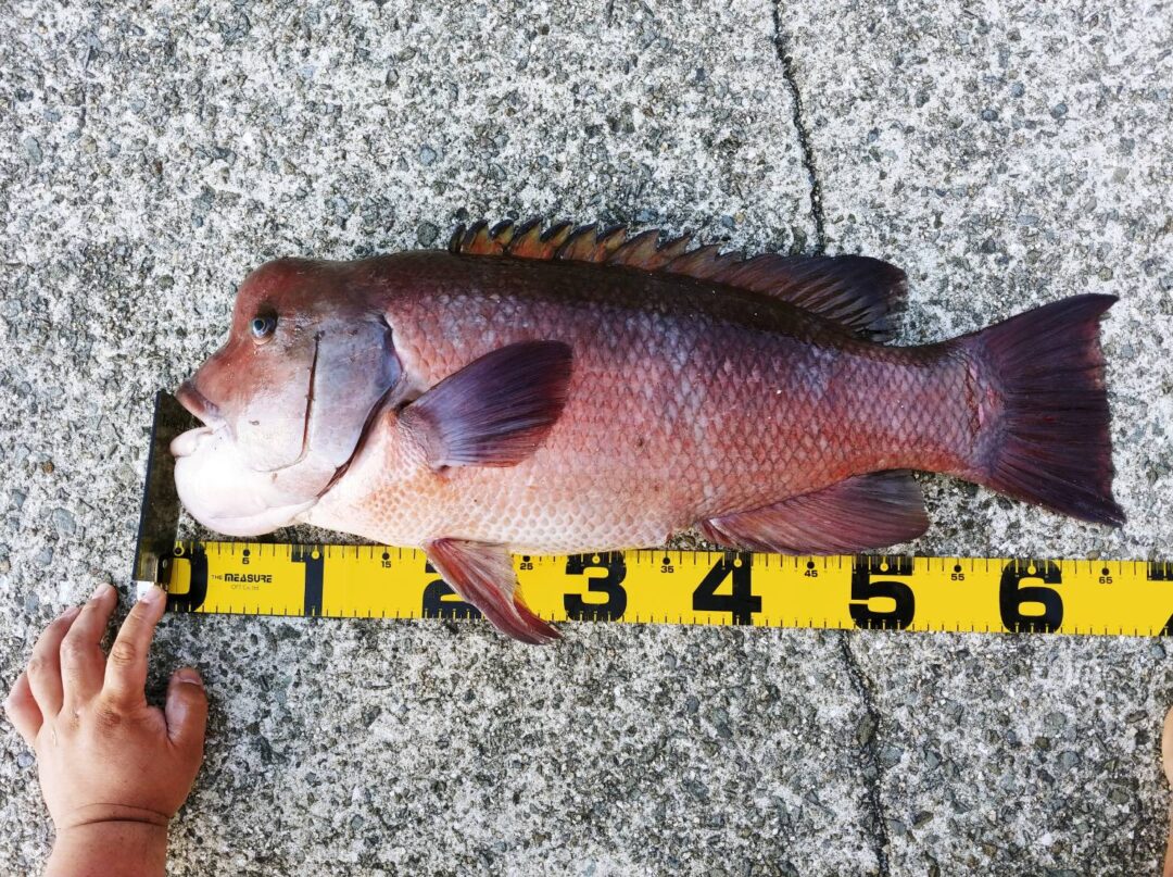 海の馬刺 コブダイのデコ刺を食べてみた 野食ハンマープライス