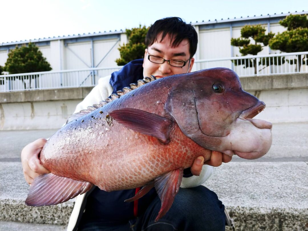 海の馬刺 コブダイのデコ刺を食べてみた 野食ハンマープライス