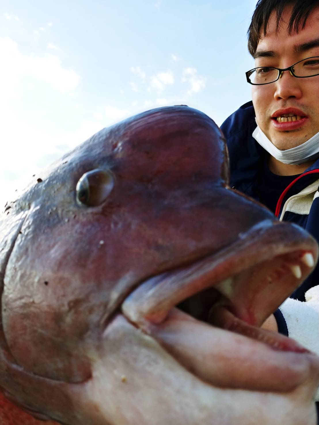 海の馬刺 コブダイのデコ刺を食べてみた 野食ハンマープライス