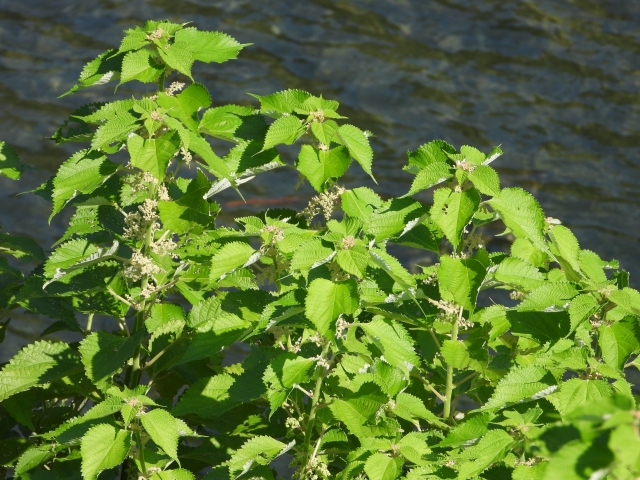 植え込みで存在感を発揮する雑草 カラムシ は 超人気山菜 ミヤマイラクサ の代わりになるか 野食ハンマープライス