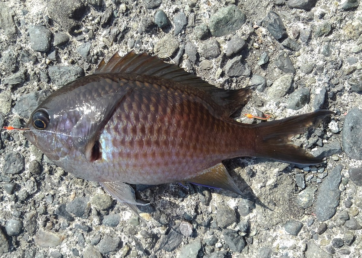 この時期一番美味い魚のひとつ あぶってかも ことスズメダイを生で食べてみた 野食ハンマープライス