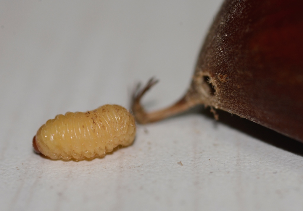 栗虫 クリシギゾウムシを食べる 野食ハンマープライス