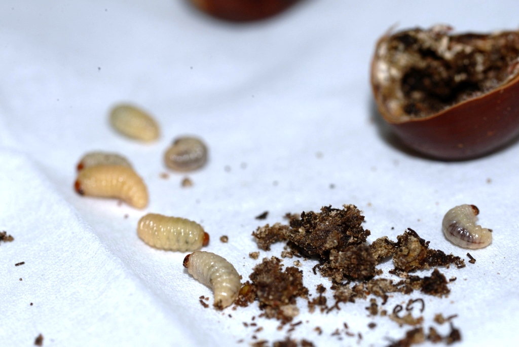 栗虫 クリシギゾウムシを食べる 野食ハンマープライス
