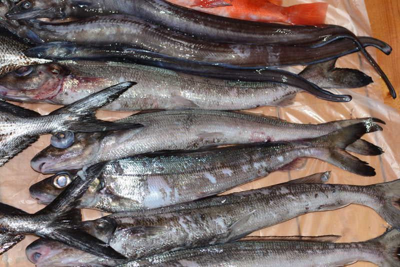 海底谷のレシピ 宝は東京湾深海に も あり 野食ハンマープライス