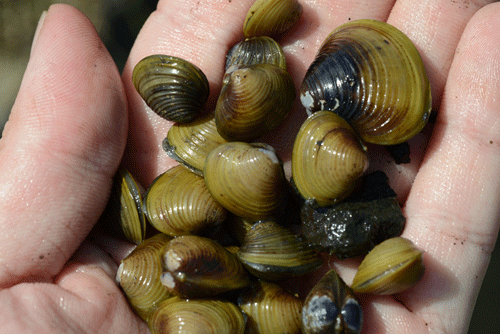 タイワンシジミを間違って採っちゃったので食べてみた 野食ハンマープライス