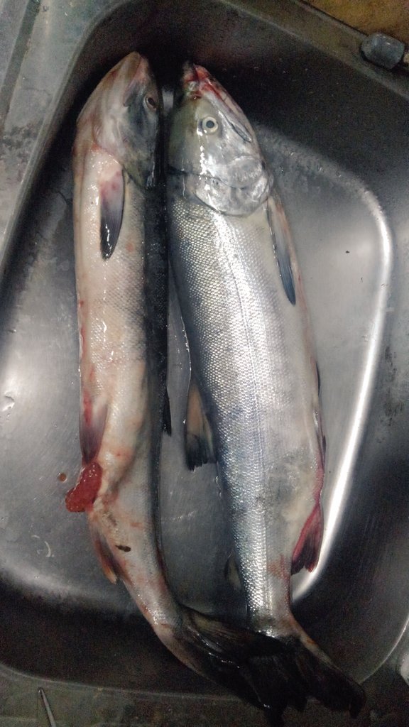 昔ながらの美味しい「鮭の山漬け」を作った 野食ハンマープライス 昔ながらの美味しい「鮭の山漬け」を作った 野食ハンマープライス