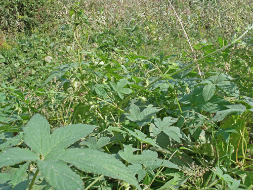 ホップの近縁種で厄介な雑草の カナムグラ を食べてみた 野食ハンマープライス