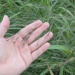 要注意外来種「シナダレスズメガヤ」で、世界一まずい（？）主食を作ってみた