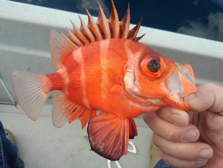 クルマダイが釣れたら車代くらいにはなる 嬉しさ的な意味で 野食ハンマープライス