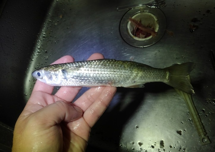 魚で作るまんじゅう ボラの幼魚 イナ でいなまんじゅうを作ってみた 野食ハンマープライス