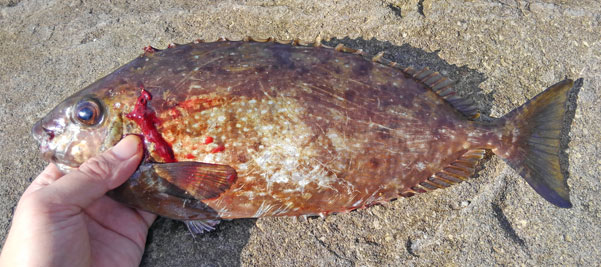 小便魚 アイゴの内臓 ぜんまい を食べてみた 野食ハンマープライス