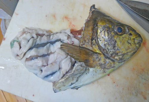 小便魚 アイゴの内臓 ぜんまい を食べてみた 野食ハンマープライス