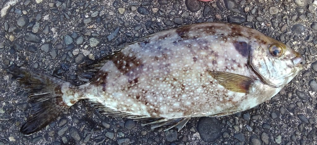 神奈川の残念アイゴは あのb級グルメ の食べ方がオススメ 野食ハンマープライス