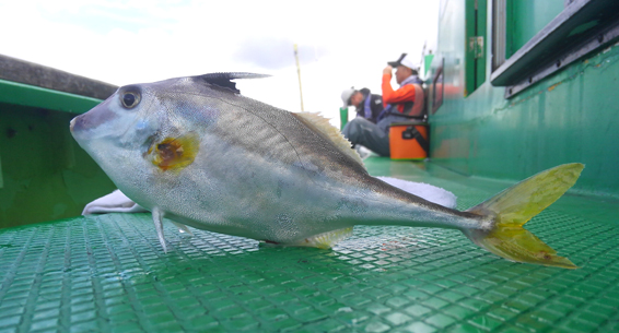 ギマって何か犬みたいでかわいいんだけど肝和えにして食べた 野食ハンマープライス