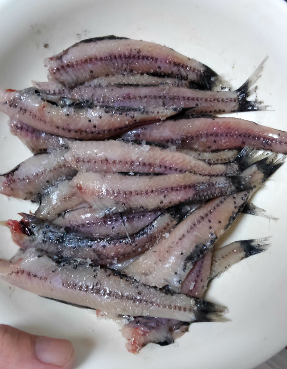 ハダカイワシにつく寄生虫 抱卵個体 が生でガチに美味い件について 野食ハンマープライス