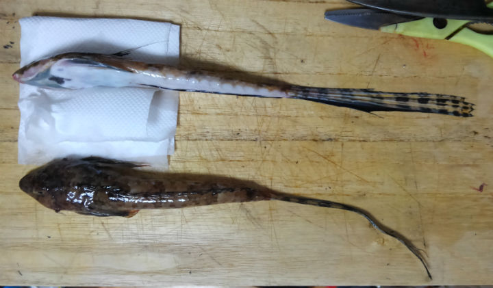 キャスターにとっての裏ワザ魚は メゴチ ヨメゴチを食べてみた 野食ハンマープライス