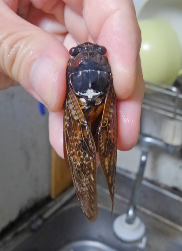 クマゼミはやっぱりデカくて食べ出があるし そして美味い 野食ハンマープライス