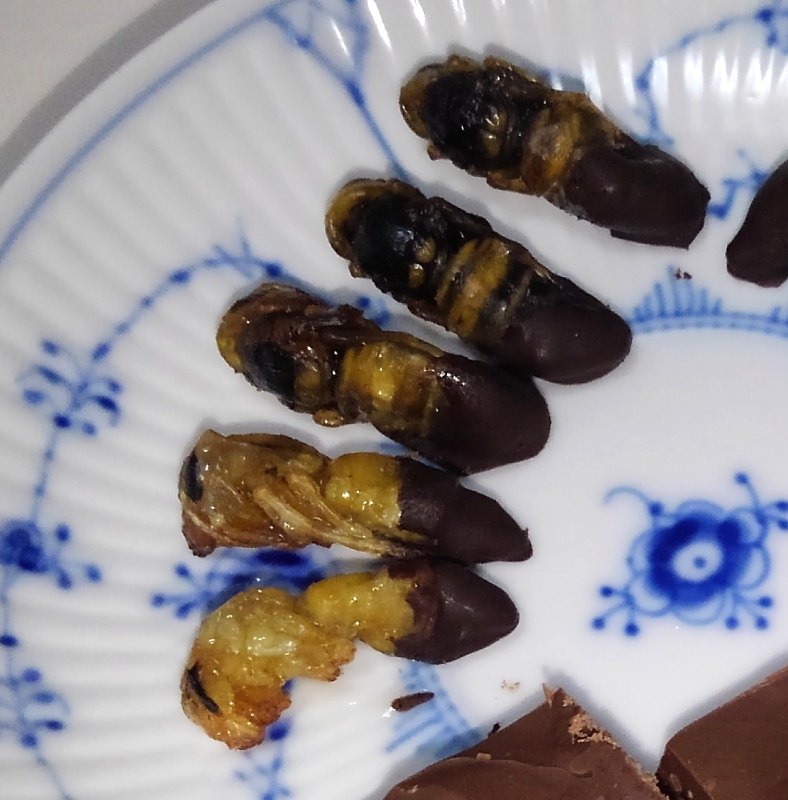 オオスズメバチチョコを作ってみたら予想以上に美味しかった件について 野食ハンマープライス