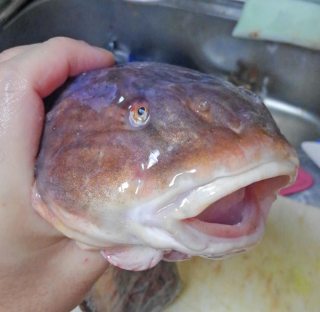 臭くもなければつまらなくもない ソウギョでもない 草魚 クサウオ を食べてみた 野食ハンマープライス