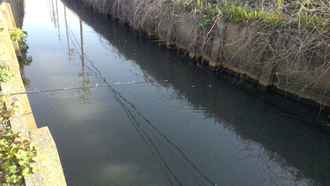 排水路で異常繁殖する 泉の鯛 ナイルティラピアを釣って食べてみた 釣りと解体 野食ハンマープライス