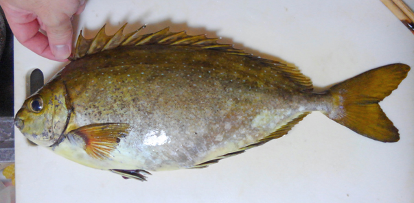 瀬戸内のアイゴは美味しい 小さな高級魚 アイゴに刺されてみたり 刺身で食べたりしてみた 野食ハンマープライス