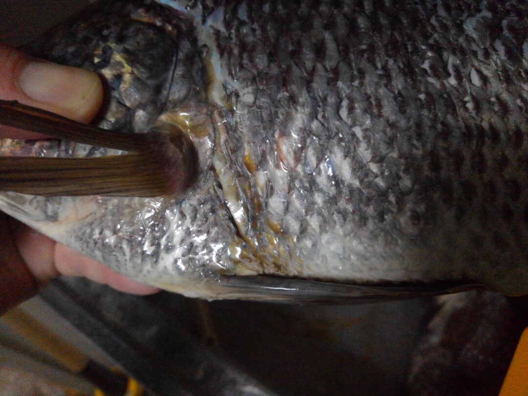 排水路で異常繁殖する 泉の鯛 ナイルティラピアを釣って食べてみた 釣りと解体 野食ハンマープライス