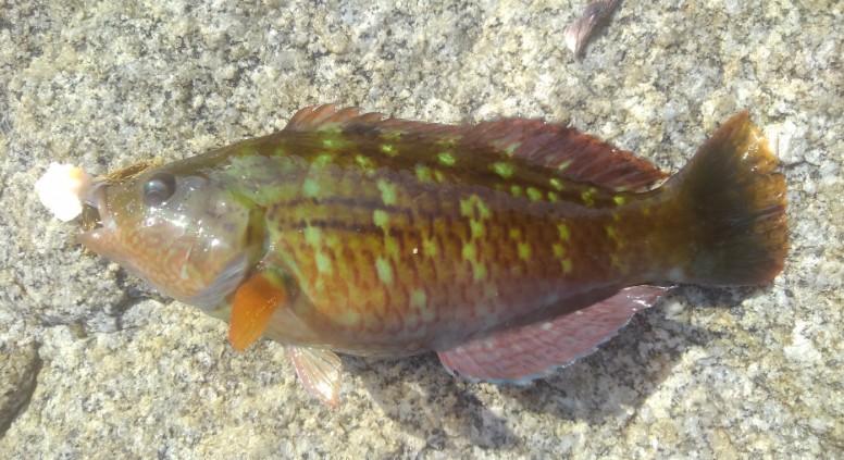 青べら ことホシササノハベラ 瀬戸内ものはやっぱりモノが違った 野食ハンマープライス