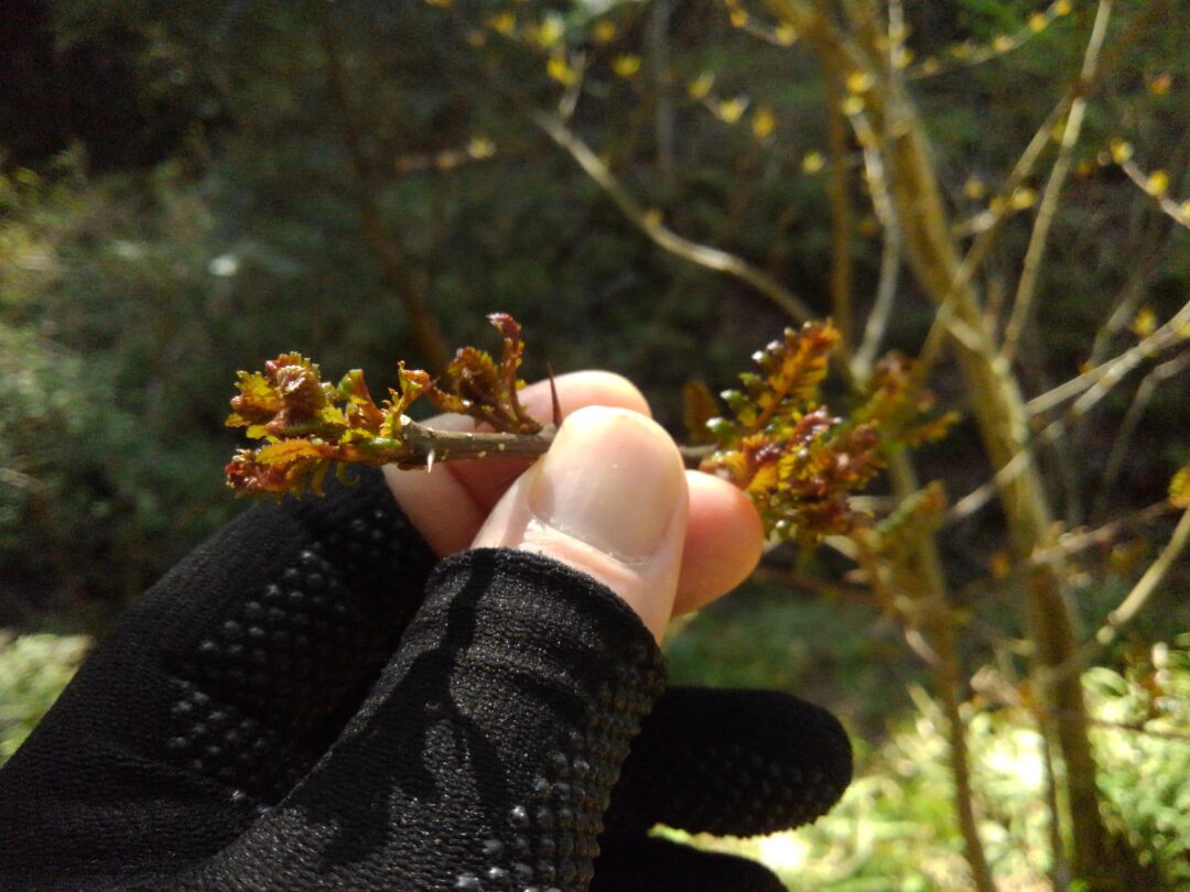 最上級の 木の芽 が採れたので 木の芽鍋 をやってみた 野食ハンマープライス