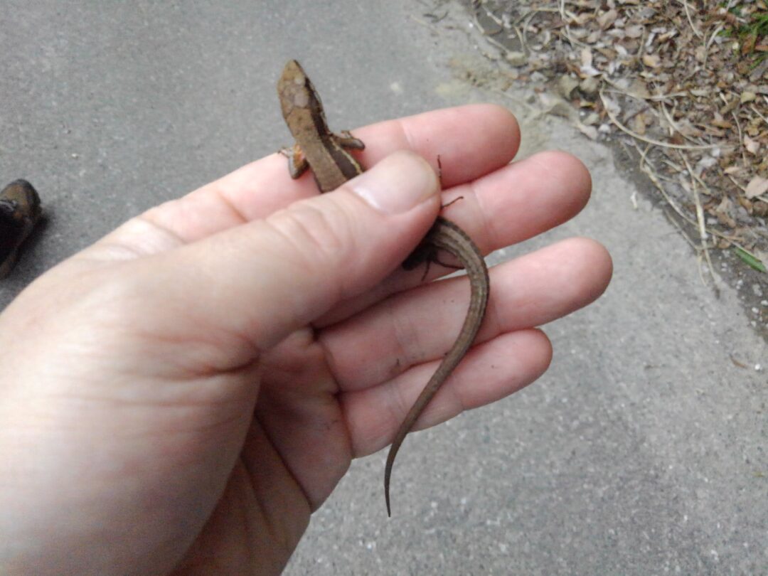 ニホンカナヘビがとっても可愛いんだけど食べてみた 野食ハンマープライス