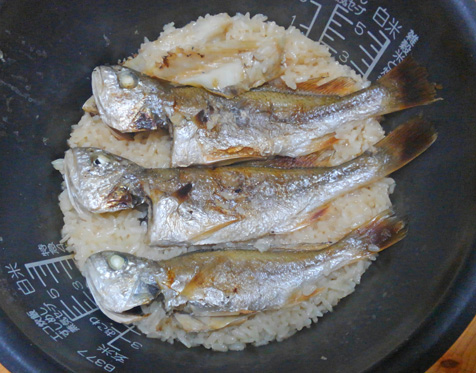 釣りイシモチの刺身は白身界屈指の美味 そして炊き込みご飯も 野食ハンマープライス