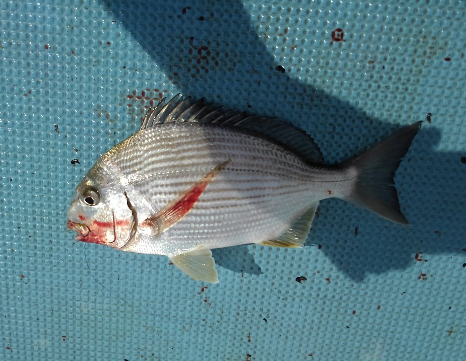 東京湾で大量発生中 の へこ を食べてみた 野食ハンマープライス