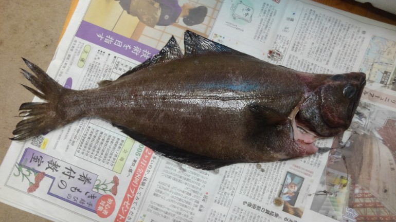 回転寿司の えんがわ ことアブラガレイが鮮魚で手に入ったので食べてみた 野食ハンマープライス