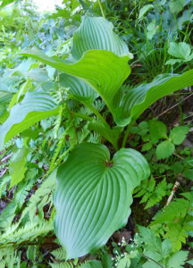 植生が豊富すぎて、オオバギボウシとバイケイソウや