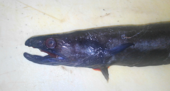 深海アナゴの刺身はオススメできないけど美味しい 野食ハンマープライス