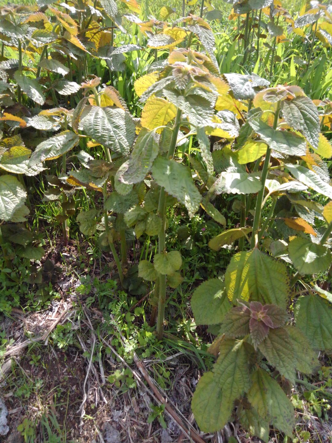 植え込みで存在感を発揮する雑草 カラムシ は 超人気山菜 ミヤマイラクサ の代わりになるか 野食ハンマープライス