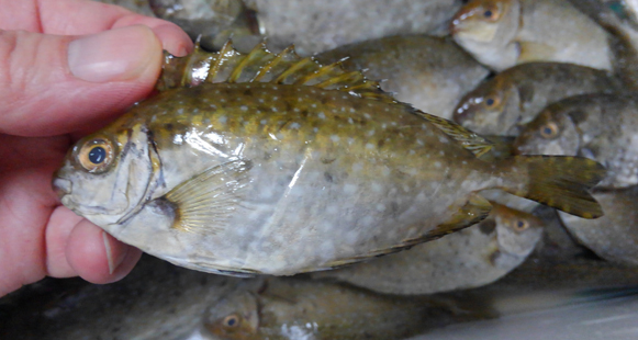 瀬戸内のアイゴは美味しい 小さな高級魚 アイゴに刺されてみたり 刺身で食べたりしてみた 野食ハンマープライス