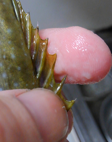 瀬戸内のアイゴは美味しい 小さな高級魚 アイゴに刺されてみたり 刺身で食べたりしてみた 野食ハンマープライス